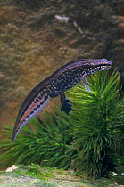 Palmate newt underwater {Triturus helveticus} UK
