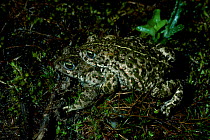 Natterjack toads mating {Bufo calamita} UK