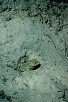 Natterjack toad in sand burrow {Bufo calamita} UK