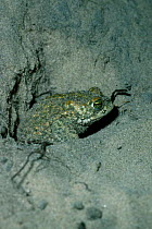 Natterjack toad in sand burrow {Bufo calamita} UK
