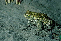 Natterjack toad near sand burrow {Bufo calamita} UK