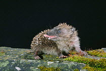 Hedgehog self annointing {Erinaceus europaeus} UK
