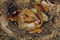 Common dormouse asleep in nest with hazel nut {Muscardinus avellanarius} UK