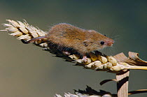 Harvest mouse on corn head {Micromys minutus} UK