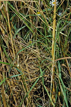 Harvest mouse nest in corn field {Micromys minutus} UK