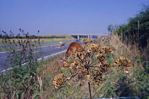 Harvest mouse on umbellifer beside road {Micromys minutus} UK