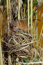 Harvest mouse on nest {Micromys minutus} UK