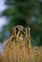 Two Harvest mice on barley heads in corn field {Micromys minutus} UK