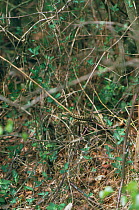 Male Adders fighting in pre-nuptial display {Vipera berus} Surrey, UK