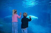 Boy and girl watch Beluga whales {Delphinapterus leucas} at Mystic Aquarium, Connecticut, USA. Model released