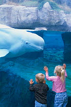 Boy and girl watch Beluga whale {Delphinapterus leucas} at Mystic Aquarium, Connecticut, USA. Model released  White whales