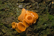 Orange peel fungus {Aleuria aurantia} UK