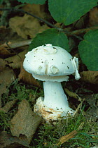 False death cap toadstool fungus {Amanita citrina} UK