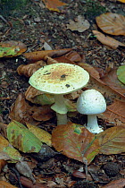 False death cap fungus {Amanita citrina} UK