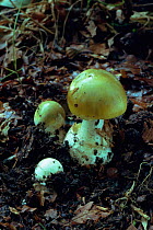 Death cap toadstools in various stages of growth {Amanita phalloides} UK deadly poisonous