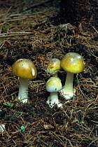 Death cap toadstools in various stages of growth {Amanita phalloides} UK deadly poisonous