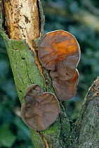 Jew's ear fungus {Auricularia a judae} UK