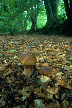 Cep / Penny bun fungus in woodland {Boletus edulis} UK