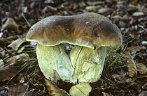 Cep / Penny bun fungi with fused caps {Boletus edulis} UK