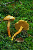 Peppery boletus fungus {Boletus piperatus} UK