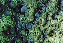 Batchelor's buttons fungus / Black bulgar {Bulgaria inquinans} UK