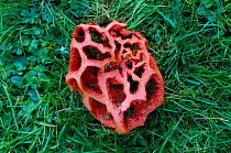 Lattice stinkhorn fungus / Basket fungus {Clathrus ruber} Sussex, UK