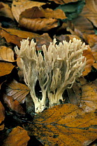 Grey coral fungus {Clavulina cinerea} UK