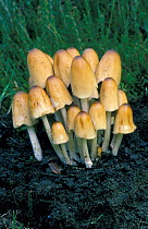 Glistening ink cap fungi {Coprinus micaceus} UK