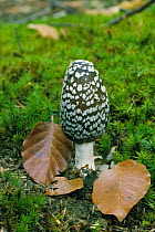 Magpie inkcap fungus {Coprinus picaceus} UK