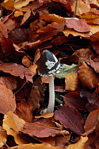 Magpie inkcap fungus {Coprinus picaceus} UK