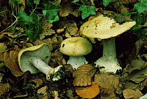 Fruity cortinarius fungus {Cortinarius amoenolens} UK
