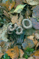 Horn of plenty fungus {Craterellus cornucopiodes} UK