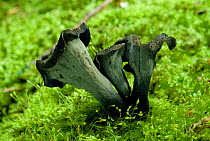 Horn of plenty fungus {Craterellus cinereus} UK