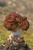 False morel fungus {Gyromitra esculenta} UK