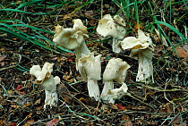 Common white helvella fungus {Helvella crispa} UK