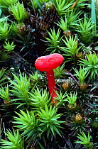 Waxcap fungus {Hygrocybe cantharellus} UK