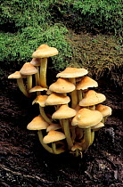 Sulphur tuft fungus {Hypholoma fasciculare} UK - toadstools