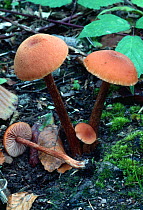 The Deceiver fungus {Laccaria laccata} UK