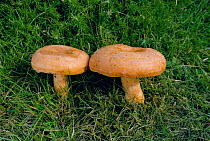 Saffron milk cap fungus {Lactarius deliciosus} UK