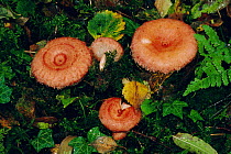 Woolly milk cap fungus {Lactarius torminosus} UK