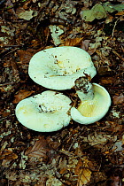 Fleecy milk cap fungus {Lactarius velereus} UK