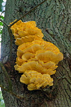 Chicken of the Wood fungus {Laetiporus sulphureus} Sussex, UK