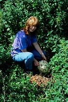 Woman picking Giant puffball fungus {Langermannia gigantea} UK