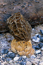 Black morel fungus {Morchella elata} Surrey, UK