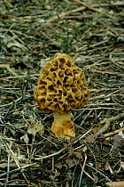 Common morel fungus {Morchella esculenta} Sussex, UK