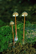 Bleeding mycena fungus {Mycena haematopus} UK