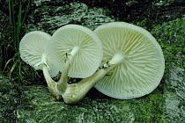 Porcelain fungus {Oudemansiella mucida} UK