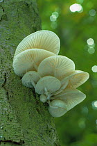 Porcelain fungus on Beech {Oudemansiella mucida} UK