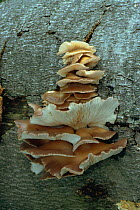 Oyster bracket fungus {Pleurotus ostreatus} UK