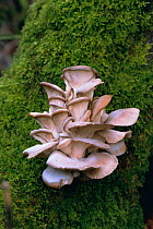 Oyster bracket fungus {Pleurotus ostreatus} UK